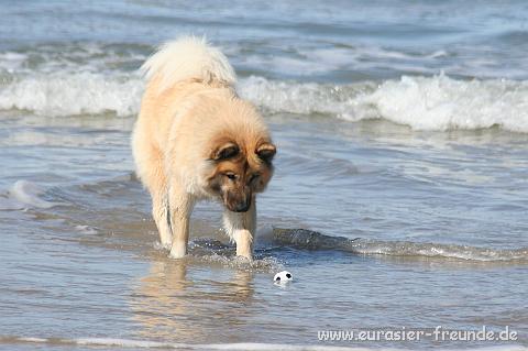 (Foto Goslar)_daenemark_2010_IMG_0942_Loekken_Strand.jpg - Sahri rettet den Ball ...